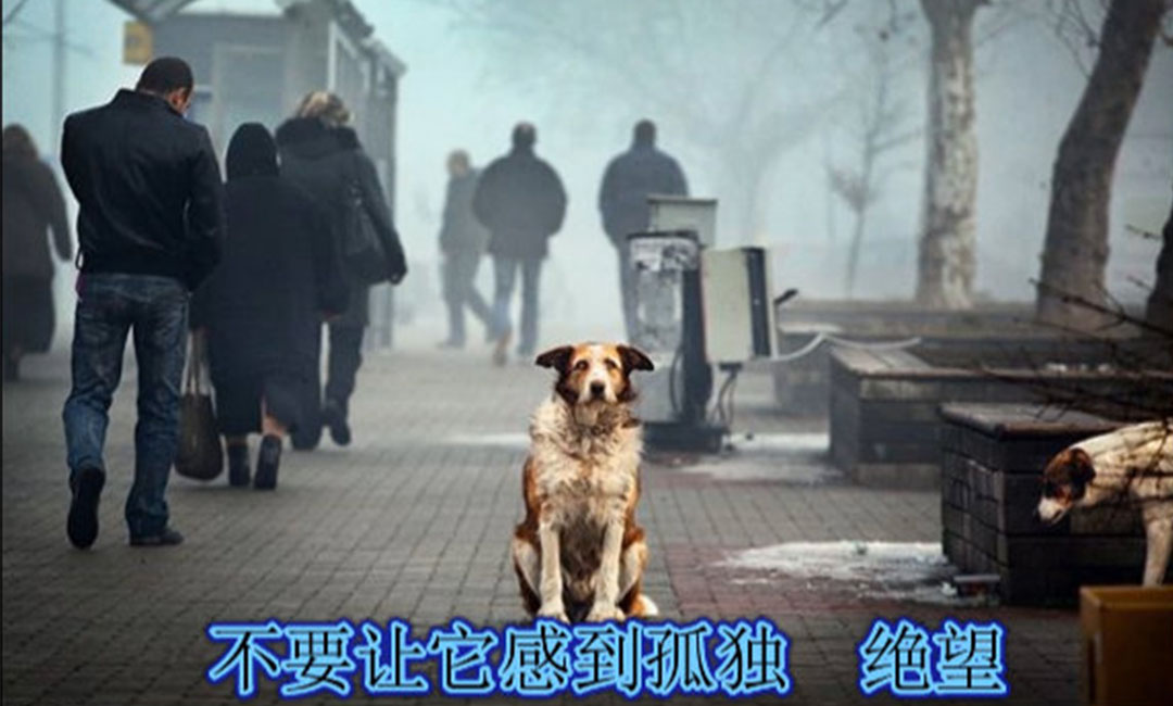 开县爱影圈微博微信转发案例